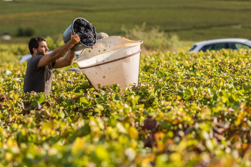 Château de Chamilly Harvest in Bourgogne