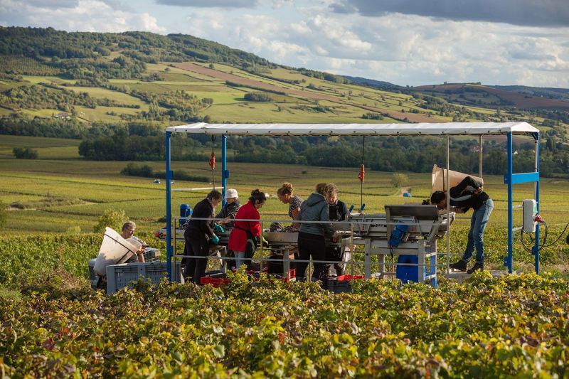Château de Chamilly Harvest 2017. Burgundy