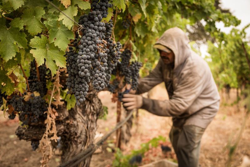 American Canyon Early Morning Harvest, Grgich Hills Winery