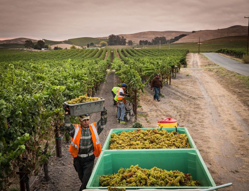 American Canyon Early Morning Harvest, Grgich Hills Winery