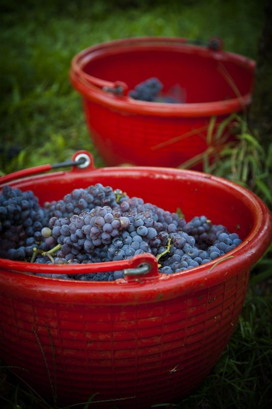 Pinot Grigio in Buckets. Friuli Harvest.