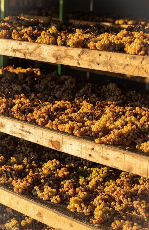 Verduzzo Grapes in Friuli Venezia Giulia