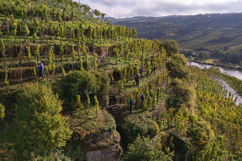 Terraces Vineyards, Mosel River