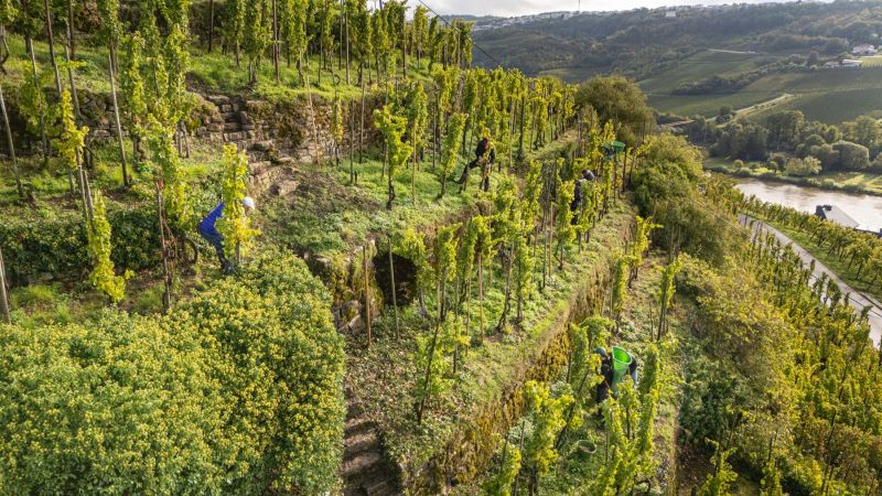 Riesling Terraces at Alice Hartmann Winery