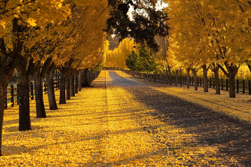 Far Niente Winery ginkgos tree