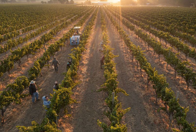 Ettore Winery Havest, Hopland