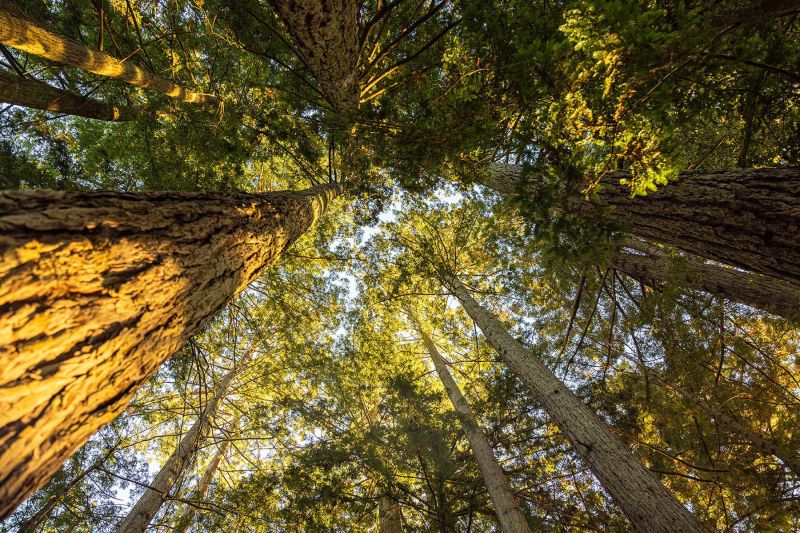 Redwood Forest at Platt Vineyard